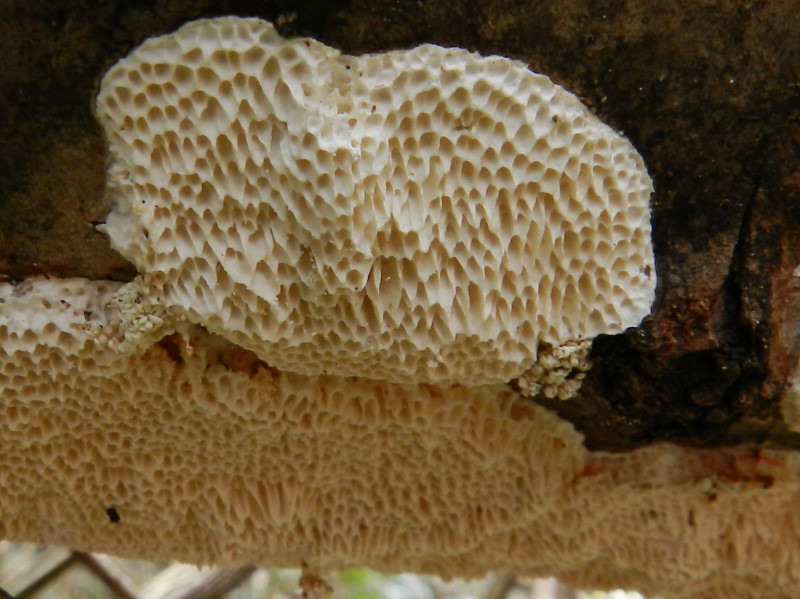 Su salice (Trametes trogii)